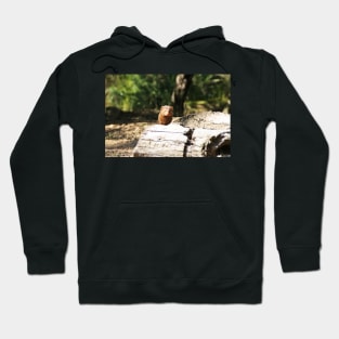 Dwarf Mongoose Hoodie